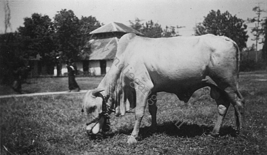 70 Een karbouw