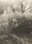 13 de boomgaard
