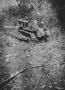 42 Bulldozer aan het werk te Soekodono   nov 1946 stelling maken RNMC
