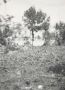78 gevelde bomen